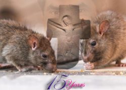 Rats! Rats!