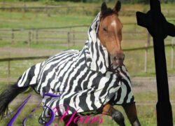 Stripes? Stripes?
