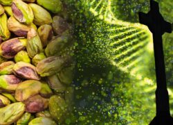 Nuts?